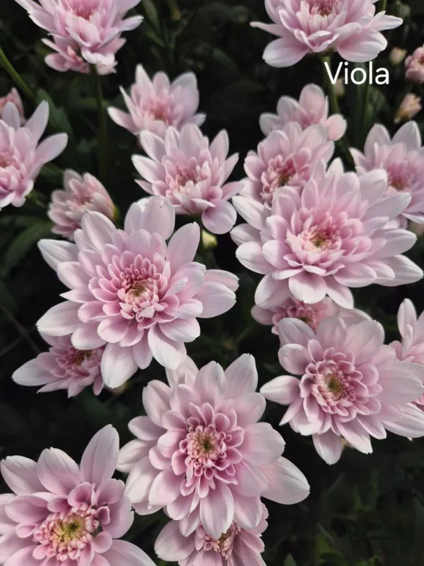 Viola