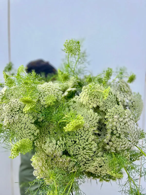 Ammi