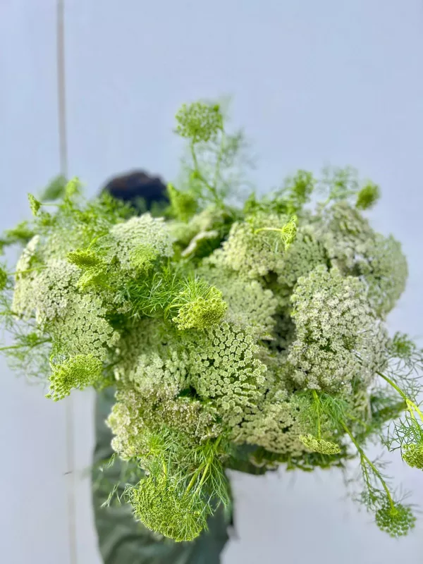 Ammi