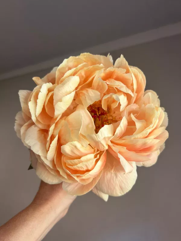 Coral Charm