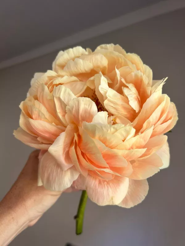 Coral Charm
