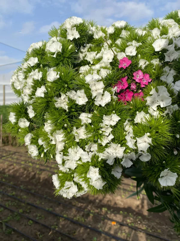 Dianthus White