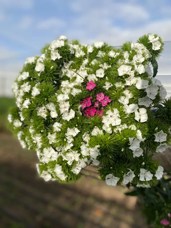Dianthus White