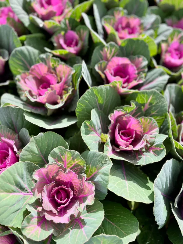 Kale Green & Pink