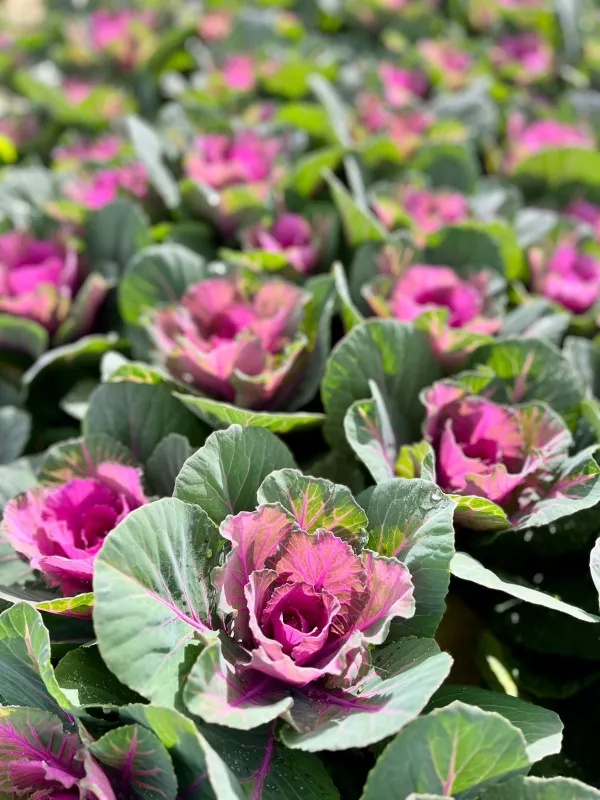Kale Green & Pink