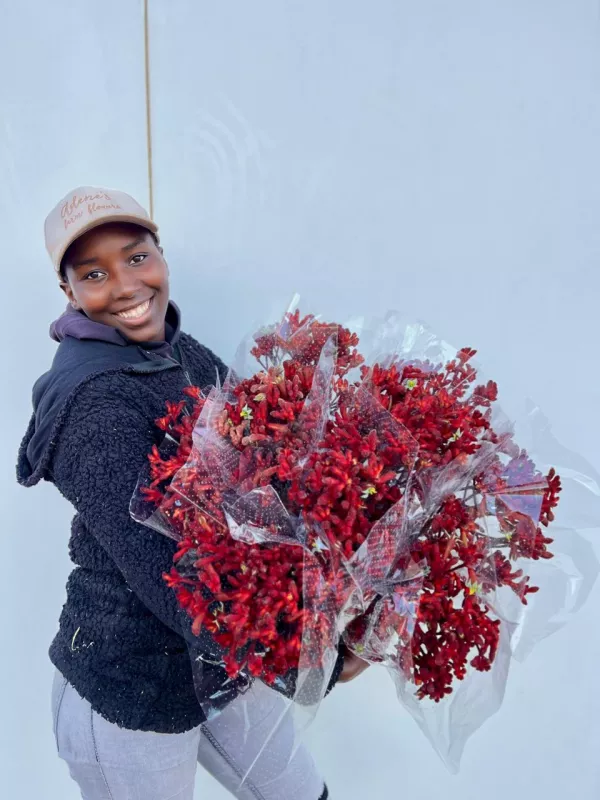 Kangaroo Paw Burgundy
