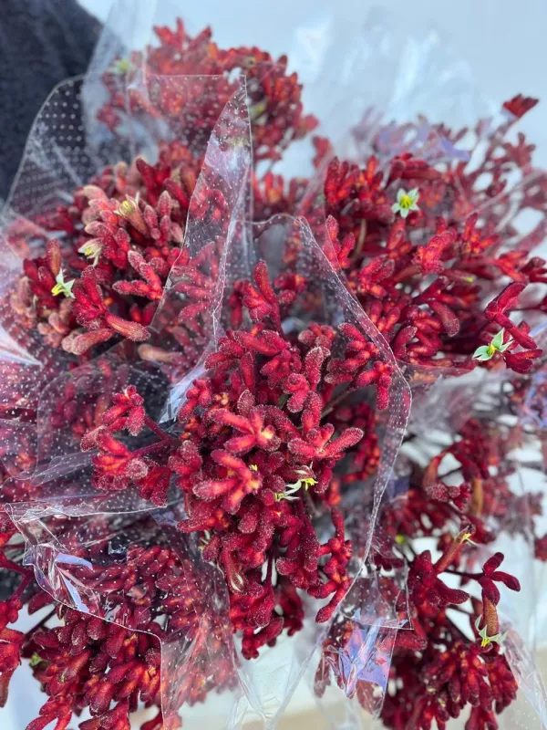 Kangaroo Paw Burgundy