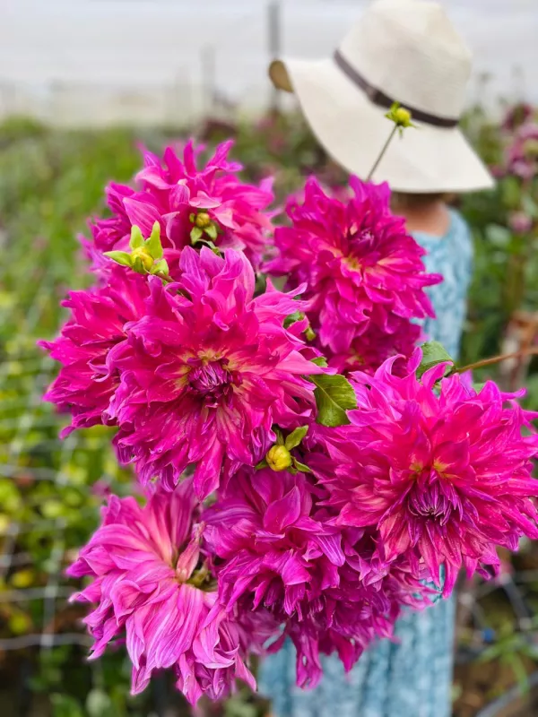 Penhill Dark Monarch