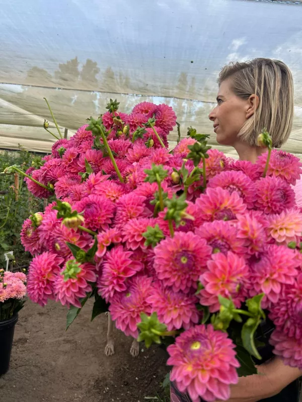 Pink Suffusion