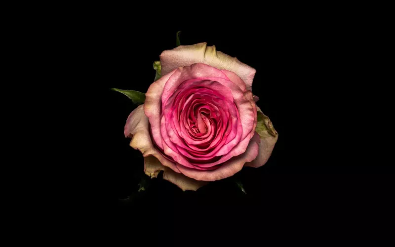 Pink Wave