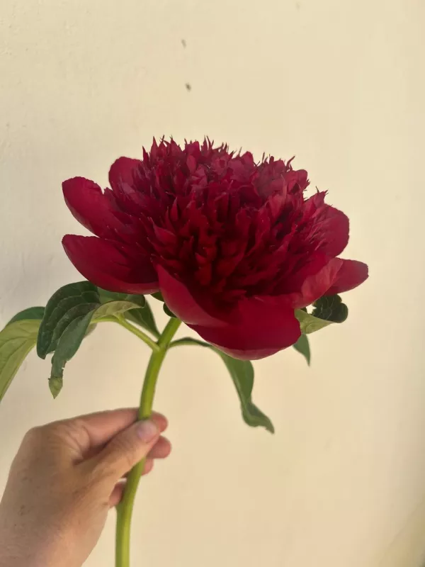 Red Charm