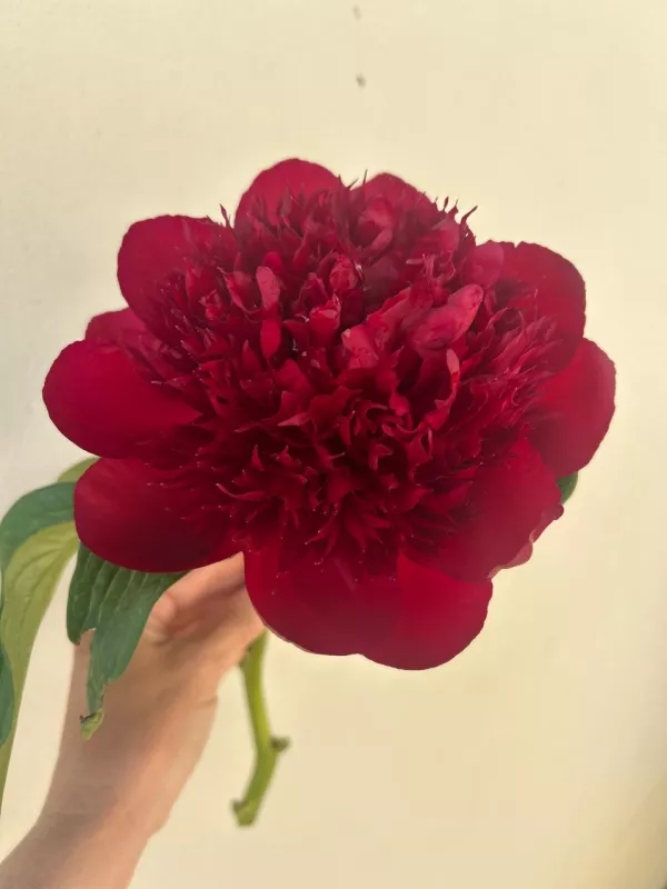 Red Charm