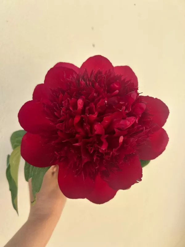 Red Charm