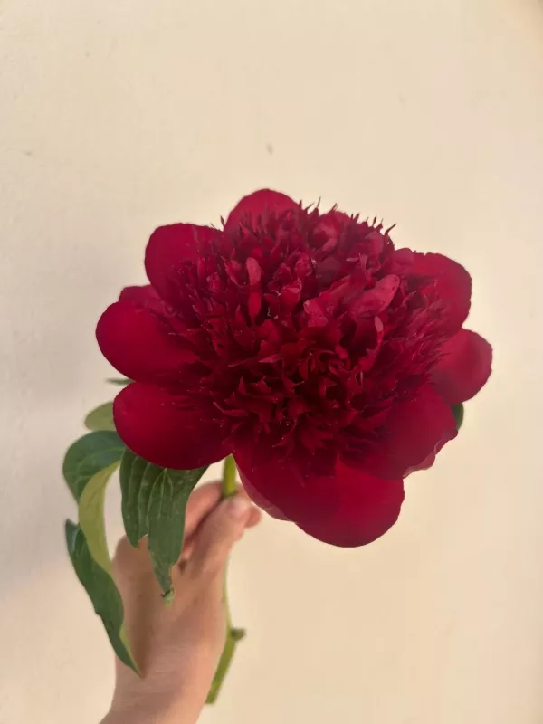 Red Charm