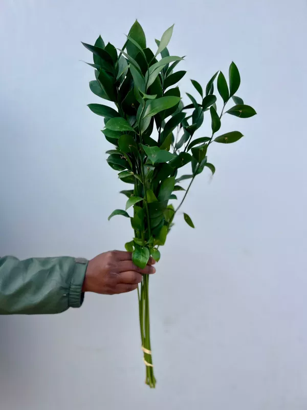 Ruscus 