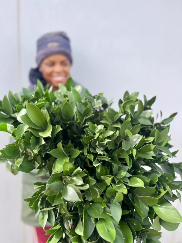 Ruscus 
