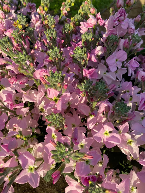 Stocks Light Pink 