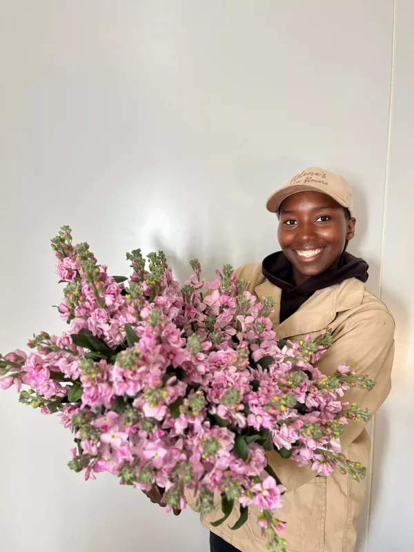 Stocks Light Pink 
