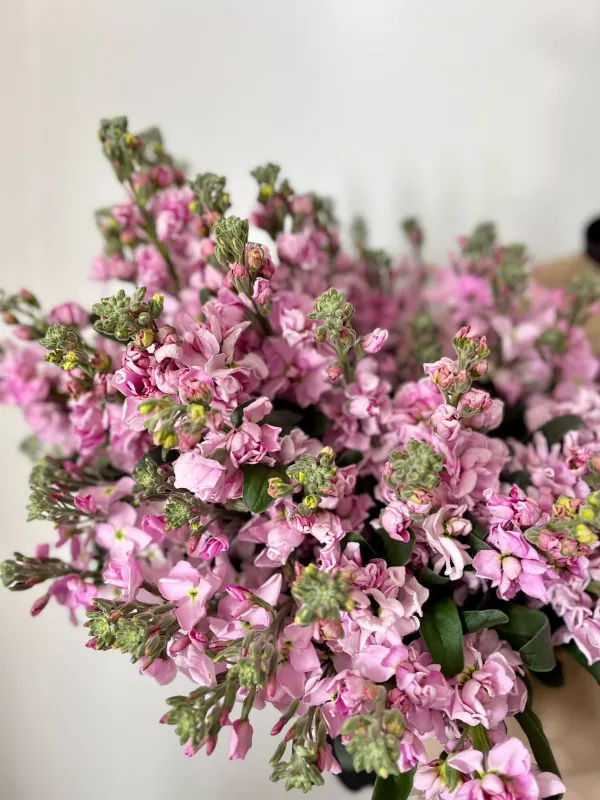Stocks Light Pink 