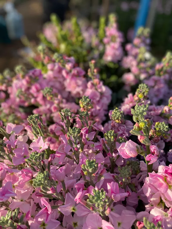 Stocks Light Pink 