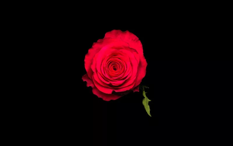 Cherry Blaze