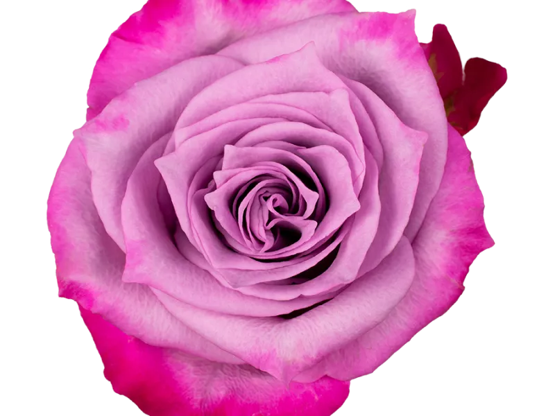 Deep Purple
