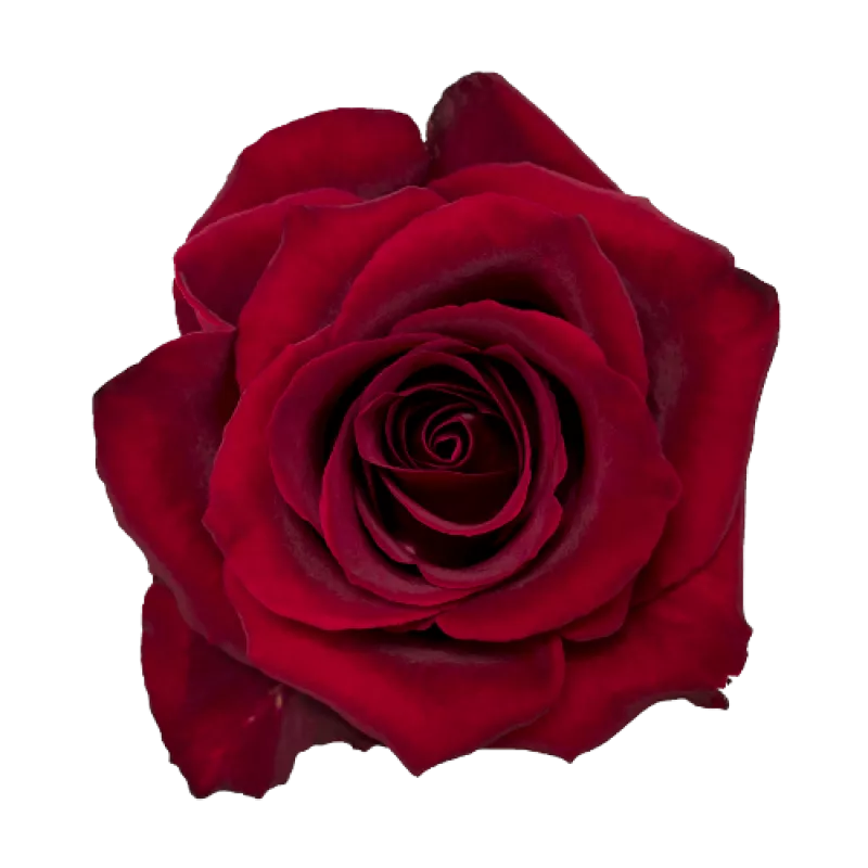 Ever Red