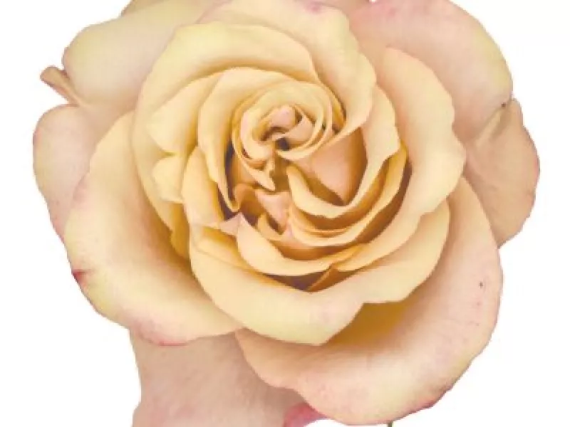 Honey Colorama