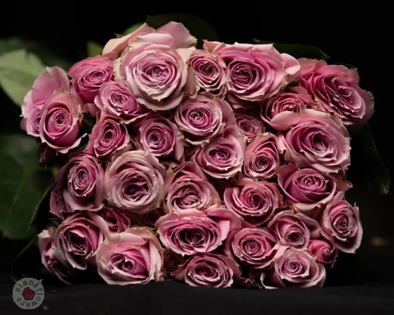 Lavender Irishka