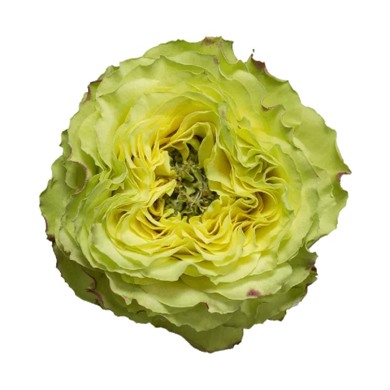 Lemon Zeste