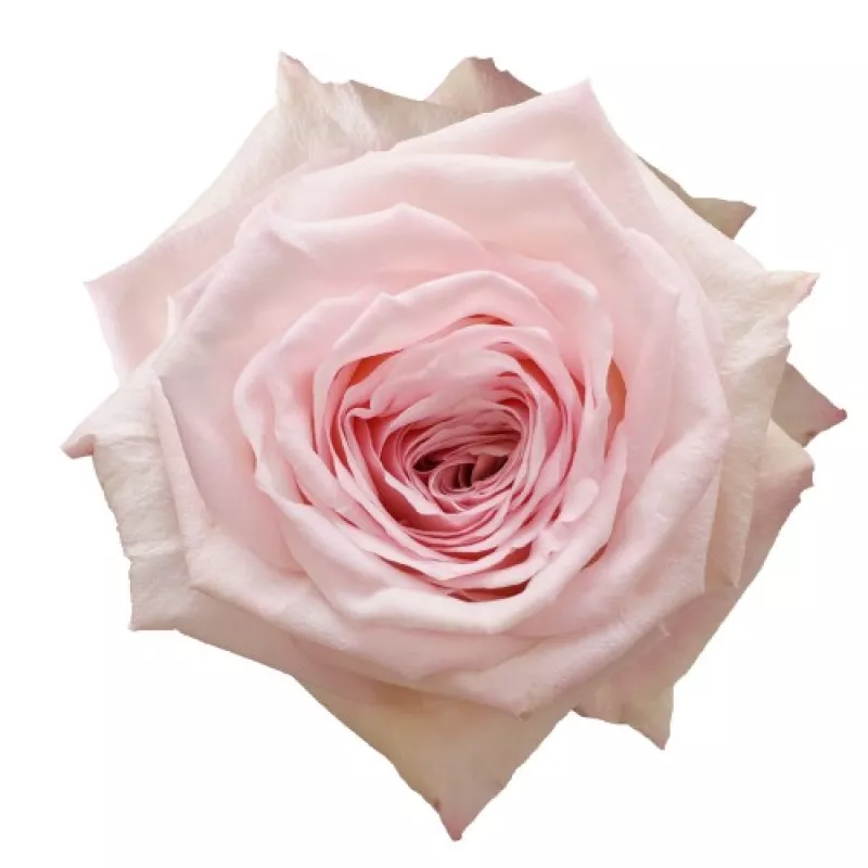 O'Hara Pink