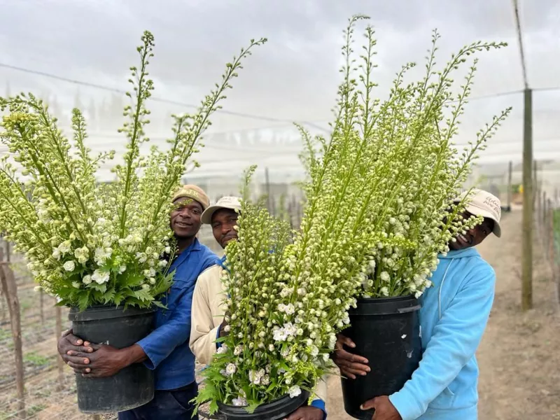 Delphiniums White